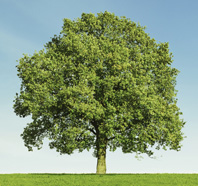 Árbol