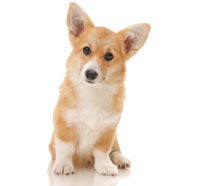 Corgi